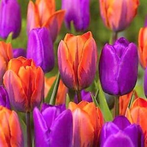 Ранно цъфтящо лале Лилав принц много здраво стъбло - Tulip Purple prince