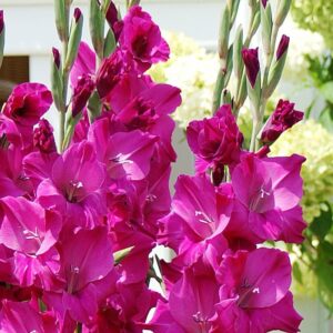 Гладиол пурпурно розов Захарна слива - Gladiolus Sugar plum