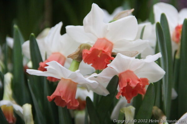Нарцис троен очарователната лейди - Narcissus charming lady