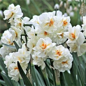 Нарцис троен ароматен Сър Уинстон Чърчил - Narcissus Sir Winston Chirchil 3