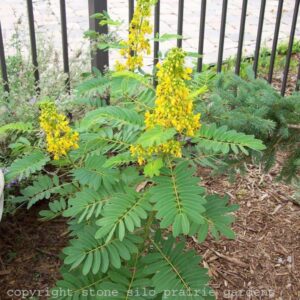 Сена майчин лист или Касия ароматен многогодишен храст - Cassia hebecarpa /Senna/