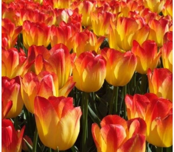 Лале Слънчево привличане - Tulip Suncatcher