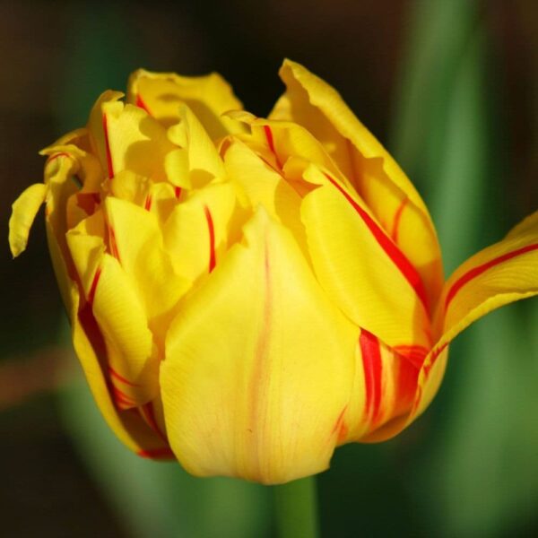 Лале Монзела ароматно кичесто двуцветно -Tulip Monsella