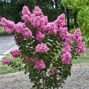 Лагерстремия магнетичният акцент в градината Ви - Lagerstoemia deep rose