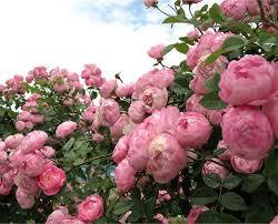 Уникална и много ароматна обилно цъфтяща катерлива и пълзяща роза - Rose raubritter