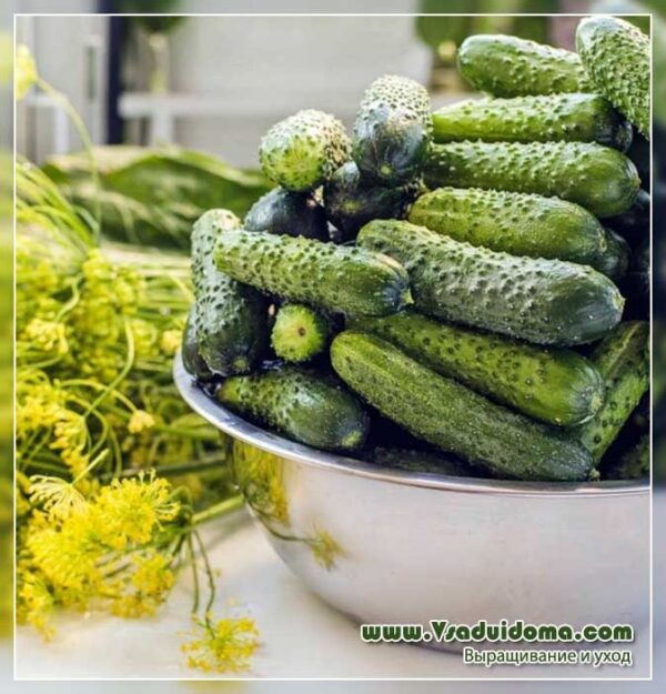 Корнишон ранен най-вкусен и супер родовит сорт Геркин - Cucumber Gherking f1