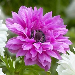 Анемоне кичесто най-хубавото розово виолетово - Anemone double pink violet Admiral