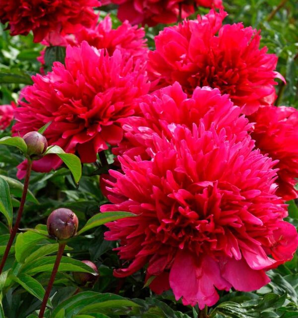 Божур ароматен с убийствeно красиво ярко червени цветове - Paeonia many happy returns
