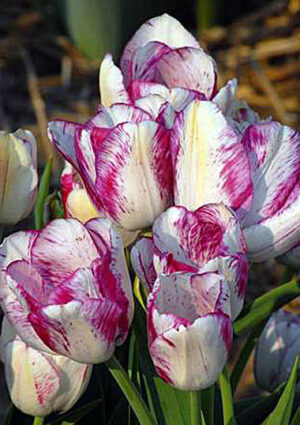Лале многоцветно с до 5 цвята на стъбло - Tulip Modern style