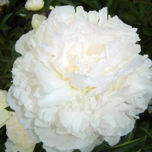 Най-едроцветният бял божур Сара Бернар - Paeonia Sarah Bernhardt