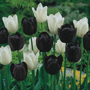 Лале бяло и черно в топ 5 на колекции лалета - Tulip Black and white
