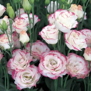 Лизиантус розов двуцветен саксиен - Lisianthus pink rim