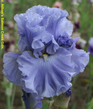Ирис небесно изумрудено син изобилно цъфтящ - Iris babbling brook