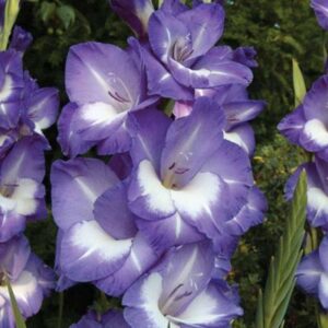 Гладиол двуцветен лилав с бяло Нори - Gladiolus Nori Гладиол двуцветен лилав с бяло Нори - Gladiolus Nori