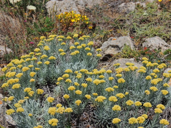 Къри МНОГОГОДИШНО И МЕДОНОСНО растение така нареченото безсмъртниче 2 броя саксии - Helichrysum italicum