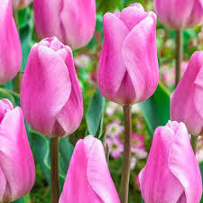 Класическо розово лале много издръжливо на лошо време - Tulip Synaeda amor