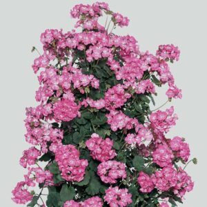 Мушкато необикновено и увивно сорт Антик розов - Gеranium Antik pink