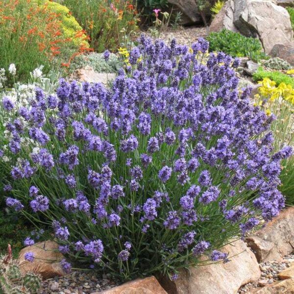 Лавандула зимоустойчива против вредители в градината разсад - Lavender angustifolium