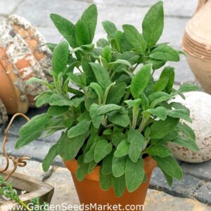 Салвия градински чай многогодишна акцент в градината вкоренена в саксия - Salvia potted herb