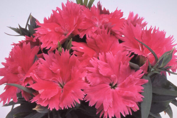 Карамфил ароматен двуцветен с огромен 8-10 см цвят - Dianthus Dianna picotee