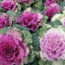 Декоративно зеле Flowering cabbage красота в градината