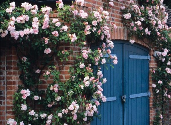Най-ароматната увивна и катерлива прасковено-розова роза - Rose Albertine (Rambler roses)