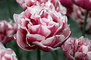 Лале кичесто саксийно двуцветно Кифт - Tulip Gerbrand Kieft Лале кичесто саксийно двуцветно Кифт - Tulip Gerbrand Kieft