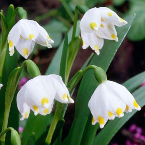 Кокиче пролетно блатно с шарени бяло-жълти цветове - Leucojum vernum