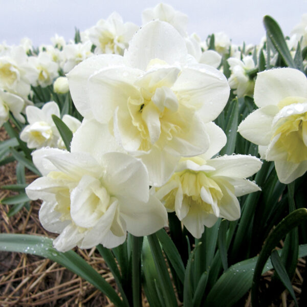 Нарцис ароматен тройното чудо - Narcissus white marvel