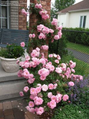 Роза катерлива Дж. Дейвис с изобилни гъсти аристократични цветове - Rose John Davis climbing