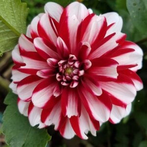 Далия многогодишна Ямайка шарена и награден сорт - Dahlia Jamaica Далия многогодишна Ямайка шарена и награден сорт - Dahlia Jamaica