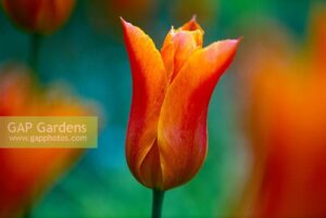 Ароматно елегантно най-оранжевото лале Балерина - Tulip Ballerina