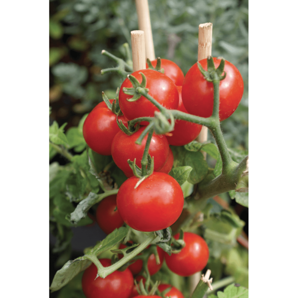Био тор за Вашите домати чери домати и ягоди на балкона - Bio fertilizer