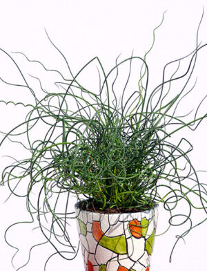 Джункус екзотична стайна многогодишна декоративна трева семена - Juncus spiralis
