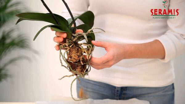 Почва торфен сустрат специален за пресаждане на орхидеи
