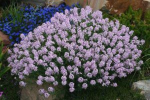 Аетионема ароматна за алпинеуми и градини цъфти цяло лято - Aethionema grandiflorum (Persian Stonecress)