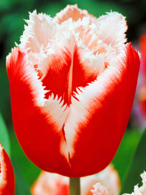 Най-секси от ресничести лалета Канаста - Tulip Canasta