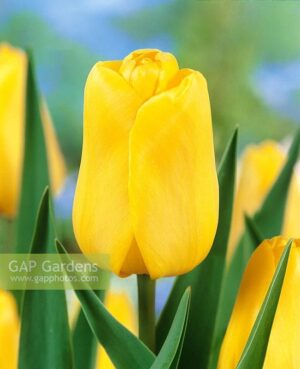 Лале Ян Ван Нес с ярко жълт цвят и здраво стъбло - Tulip Jan Van Nes