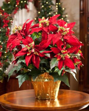 Най-подходящият подарък за приятели 10 броя саксии Коледна звезда - Poinsetia red