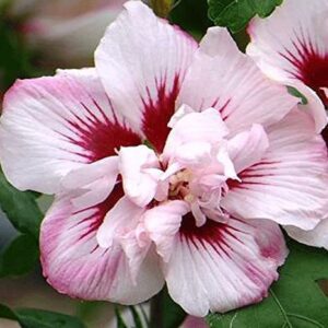 Единственият кичест двуцветен зимоустойчив хибискус - Hybiscus syriacus Ardens