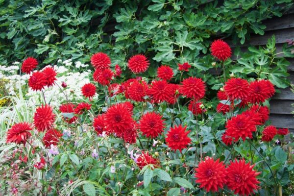 Далия градинско чудо цветовете са повече от листата - Dahlia Garden Wonder