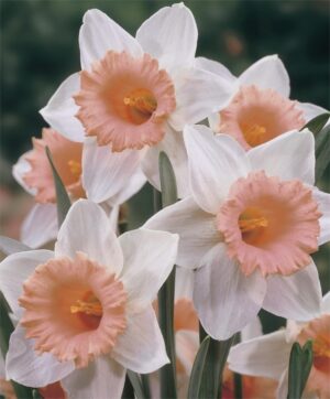 Нарцис с розова лула много траен - Narcissus Accent