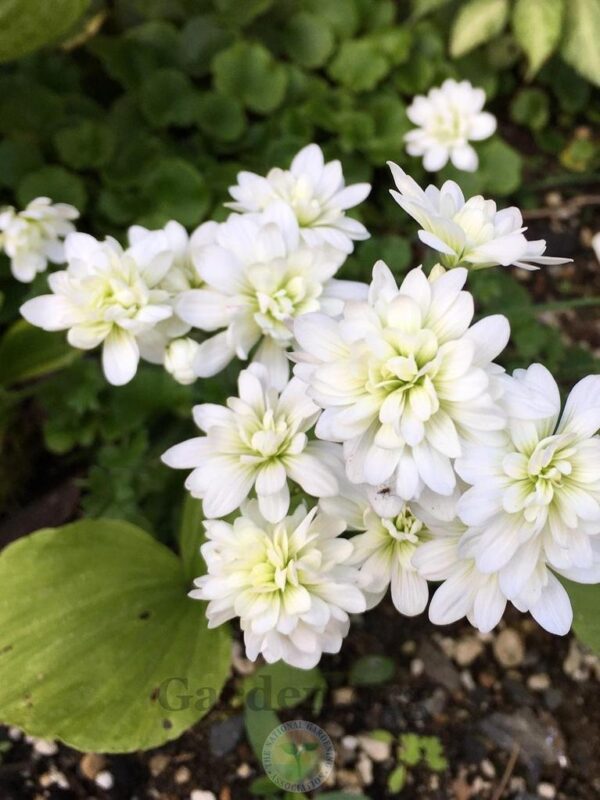 Саксифрага вечнозелена за алпинеуми многогодишна бяла кичеста - Saxifraga flore pleno