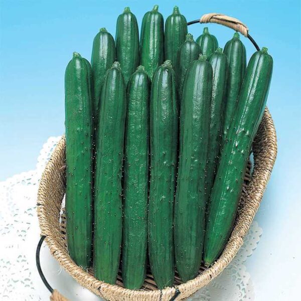 Семена за най-вкусната и крехка краставица Грий ривър - Cucumber green river