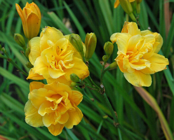 Силно ароматен хемерокалис кичест Карамфил - Double Hemerocallis Little Carnation