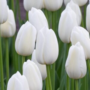 Късно цъфтящо високо бяло лале Бистра вода - Tulip Clear water