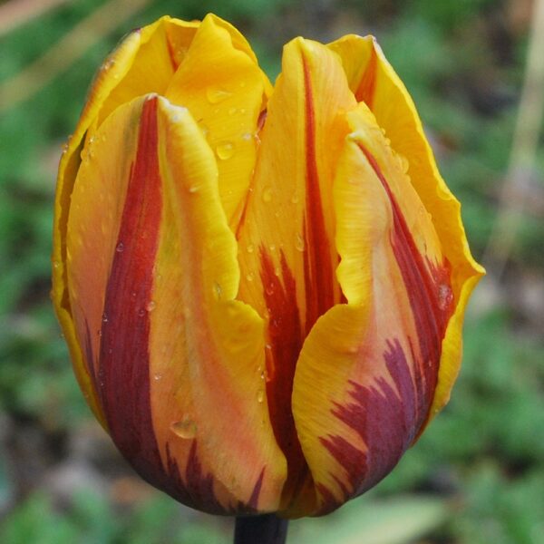 Късно лале с причудлива украска Принцеса Маргрит - Tulip Princess Margriet