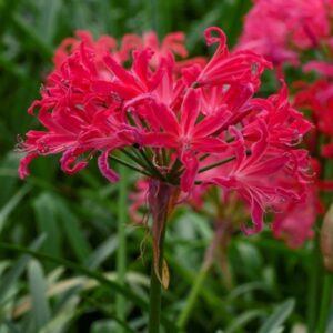 Многогодишно Нерине за слънце подходящо за саксии и градини - Nerine bodwenii pink (Guernsey Lily)