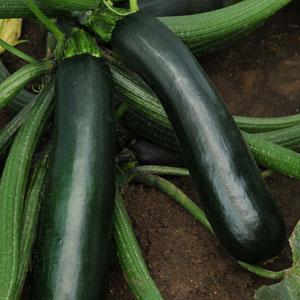 Тиквичка тъмно зелена лесно откъсни - Zucchini easy pick