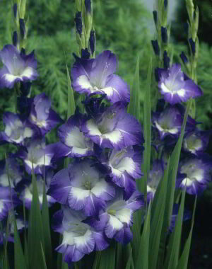 Гладиол двуцветен лилав с бяло Нори - Gladiolus Nori